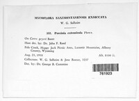 Puccinia extensicola image